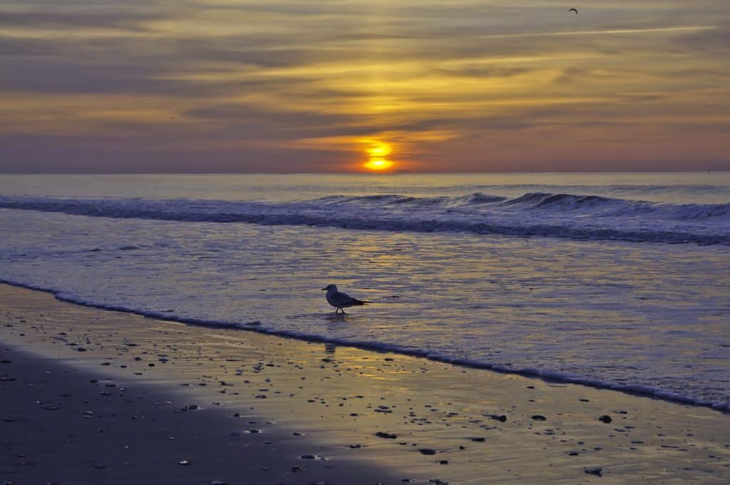 Resort Concierge Escapes Reviews Options Around Myrtle Beach 2
